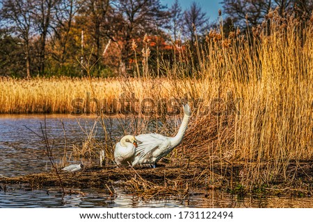 Couple of Mute Swans are by a lake in a yellow, dry long grass. A swan raises his neck while his companion is resting. Cygnus Olor by a pond or river convey a family idea and togetherness concept