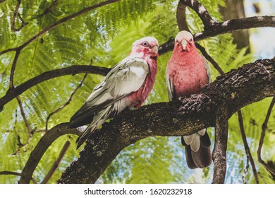 Couple Of Native Australian Pink Galah Birds Up A Jacaranda Tree, Shot With Telephoto Lens In Western Australia