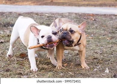 Couple of nice dog breed french bulldog fawn and white color in spring in park playing with a stick, pets closeup in the morning