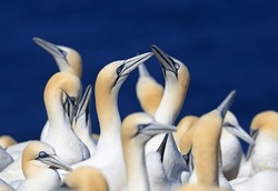 Couple Of Northern Gannets With Blue Background, Bonaventure Island Quebec, Canada