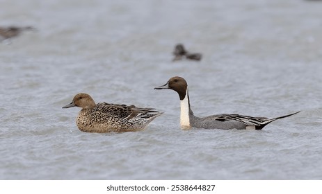 A couple of Northern pintail ducks swimming in a lake - Powered by Shutterstock