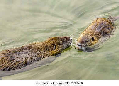 A Couple Of Nutria Swimming In A River In Louisiana, USA