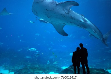 Couple Observing Giant Whale Shark In Atlanta Aquarium