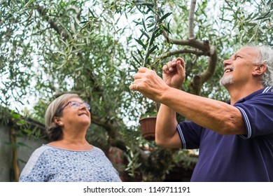 couple od senior man and woman caucasian work together checking an olive tree in summer outdoor activity at home. smile and happy for the work done. natural and countryside lifestyle to happiness. - Powered by Shutterstock