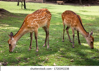 奈良公園 鹿 の画像 写真素材 ベクター画像 Shutterstock
