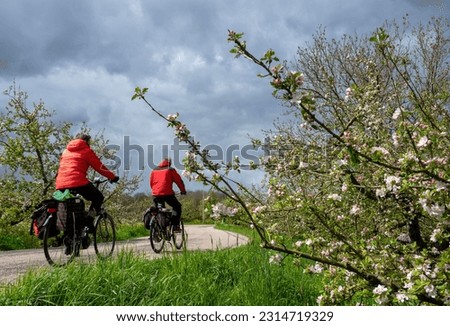 couple on bicycle passes flowering apple trees on dike in the netherlands under gray cloudy spring sky
