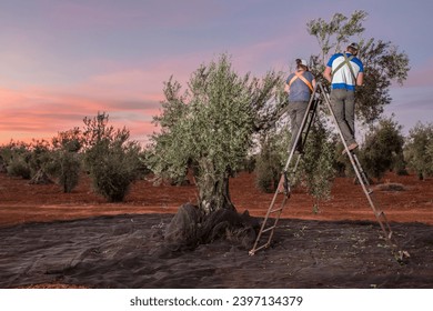 Couple on the stepladder collecting olives at dawn. Table olives harvest season scene - Powered by Shutterstock