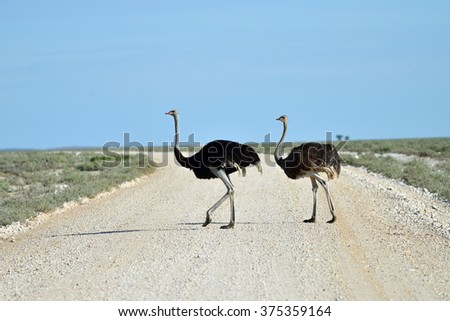 Couple of Ostrich, male and female crossing dirt road in Etosha national park at early morning time. Namibia