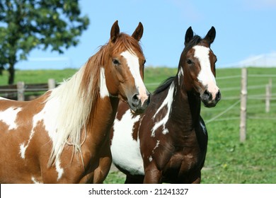 31,321 Painted Horses Images, Stock Photos & Vectors | Shutterstock