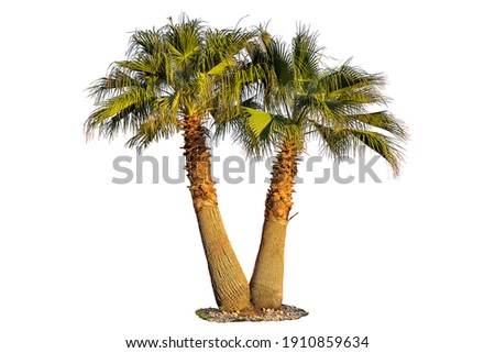couple of palm trees isolated on white