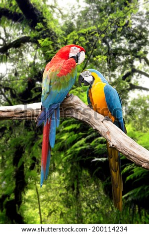 Couple parrots macaw in the rainforest