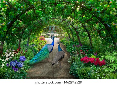 A couple of peacocks walks through a green garden full of irises and hydrangeas under an arched pergola with green apples hanging on it - Powered by Shutterstock