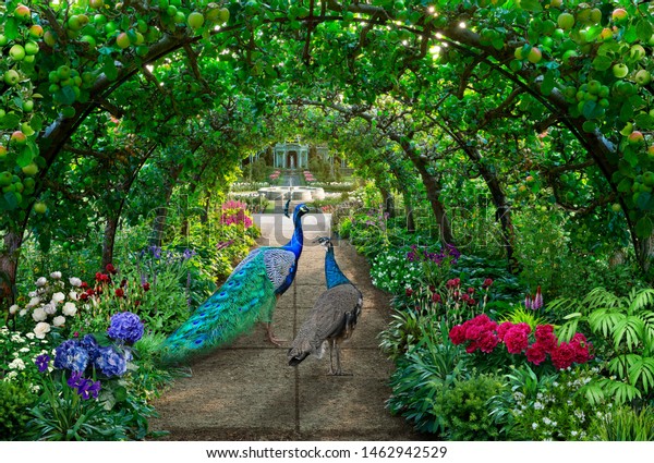 A couple of peacocks walks through a green garden full of irises and hydrangeas under an arched pergola with green apples hanging on it