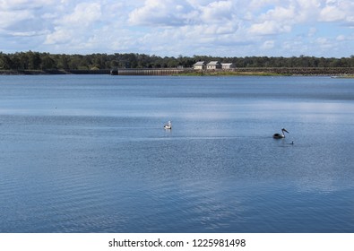 A Couple Of Pelicans Gliding Through The Water Of Lake Samsonvale At Bullocky Rest In Queensland, Australia. 