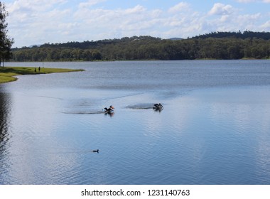 A Couple Of Pelicans Gliding Through The Water Of Lake Samsonvale At Bullocky Rest In Queensland, Australia. 