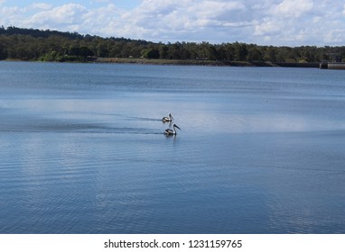 A Couple Of Pelicans Gliding Through The Water Of Lake Samsonvale At Bullocky Rest In Queensland, Australia. 