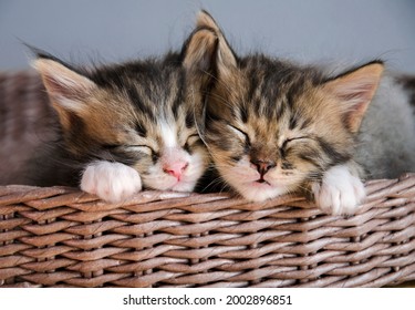A couple of pets sleep in a brown, woven basket. Cute kittens lie nearby, feel warmth and comfort.