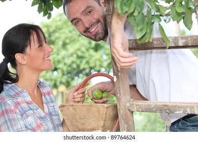 Couple Picking Fruit