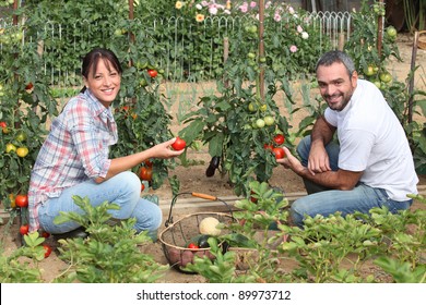 Couple Picking Tomatoes