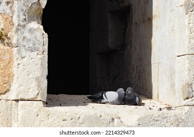 The Couple Of Pigeons Dating