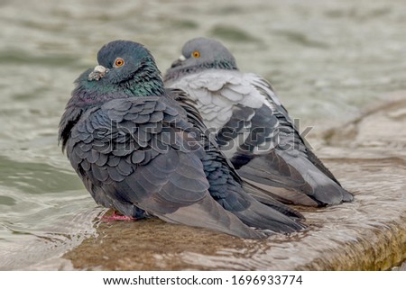 
a couple of pigeons are resting near the water. other name is dove