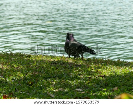 A couple pigion birds in a park