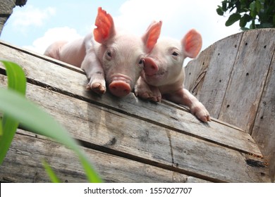 8,160 Piglets friend Images, Stock Photos & Vectors | Shutterstock