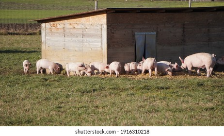 couple of pigs in green grass, Outdoor, Farm Germany  - Shutterstock ID 1916310218