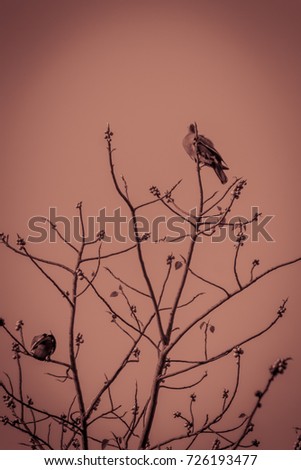 Similar – Foto Bild Meisenwinter (bunt) Vogel