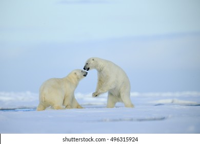 1,332 Polar bear couple Images, Stock Photos & Vectors | Shutterstock