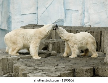 Couple Polar Bears Making Love Stock Photo Edit Now 1190106