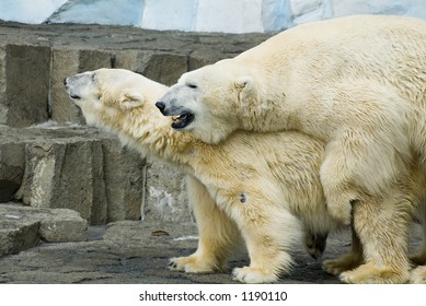 Couple Polar Bears Making Love Stock Photo Edit Now 1190110