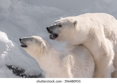 Couple Of Polar Bears Mating