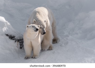 Couple Of Polar Bears Mating