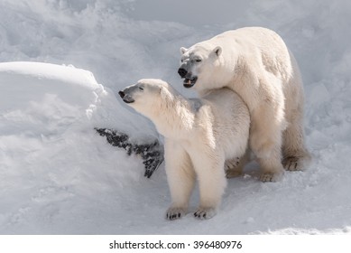 Couple Of Polar Bears Mating