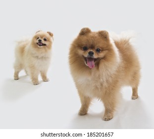 what kind of pomeranian is boo