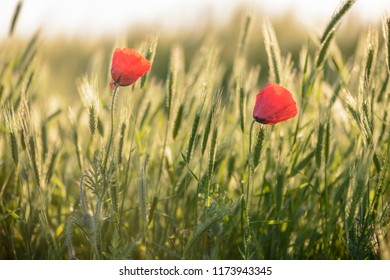 Champs De Ble Coquelicot Images Photos Et Images Vectorielles De Stock Shutterstock