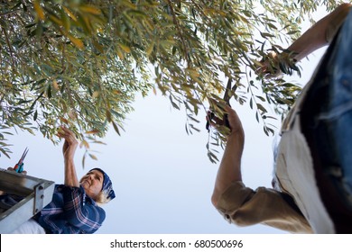 Couple pruning olive tree in farm on a sunny day - Powered by Shutterstock