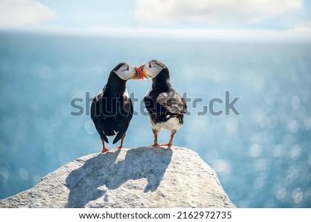 A couple of puffin birds in love on a rock against the backdrop of a sparkling ocean. USA. Maine.