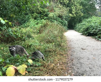 Couple of raccoons walking in a bushes of Stanley Park Vancouver BC