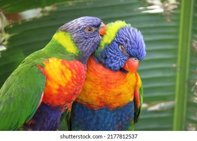 A couple of rainbow lorikeet in garden of Deshaies, Guadeloupe. 2021 - Powered by Shutterstock