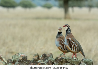 couple red-legged partridge with bredding  feathers stands on a rock 