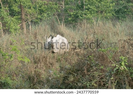 Similar – Image, Stock Photo The last unicorn Nature