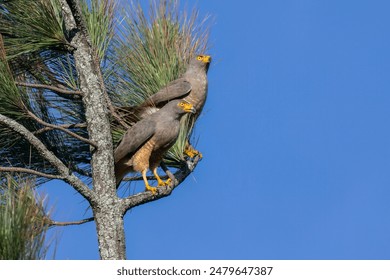 Couple of  Roadside Hawks  (Rupornis magnirostris) perched on a pine tree branch - Powered by Shutterstock