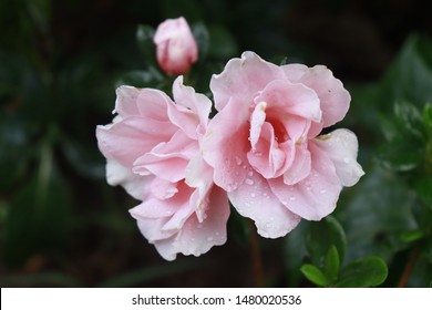 Couple Of Rose Flowers With Droplets Found In Munnar, India