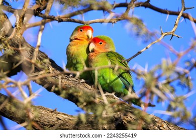 A couple of rosy-faced lovebird (Agapornis roseicollis), also known as the rosy-collared or peach-faced lovebird. Wildlife in Namibia.