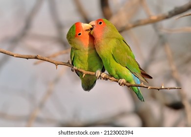 A couple of Rosy-faced Lovebirds (Agapornis roseicollis) in Namibia.