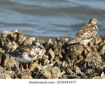 A couple of ruddy turnstones on the rocky shore. Arenaria interpres. - Powered by Shutterstock