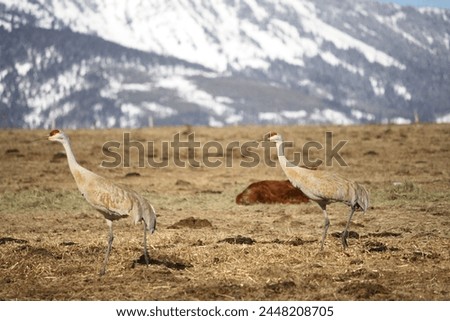 A couple of sandhill crane mates walking in a field during spring in Sedan, Montana, the Rocky Mountains in the background. 