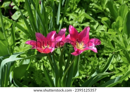 Couple of saturated pink tulips flowering in the garden. Long sharp acute petals surrounding lemon-yellow stamens. Lily-flowering tulip. Mother's flower bed close-up. Total green background. Stock foto © 
